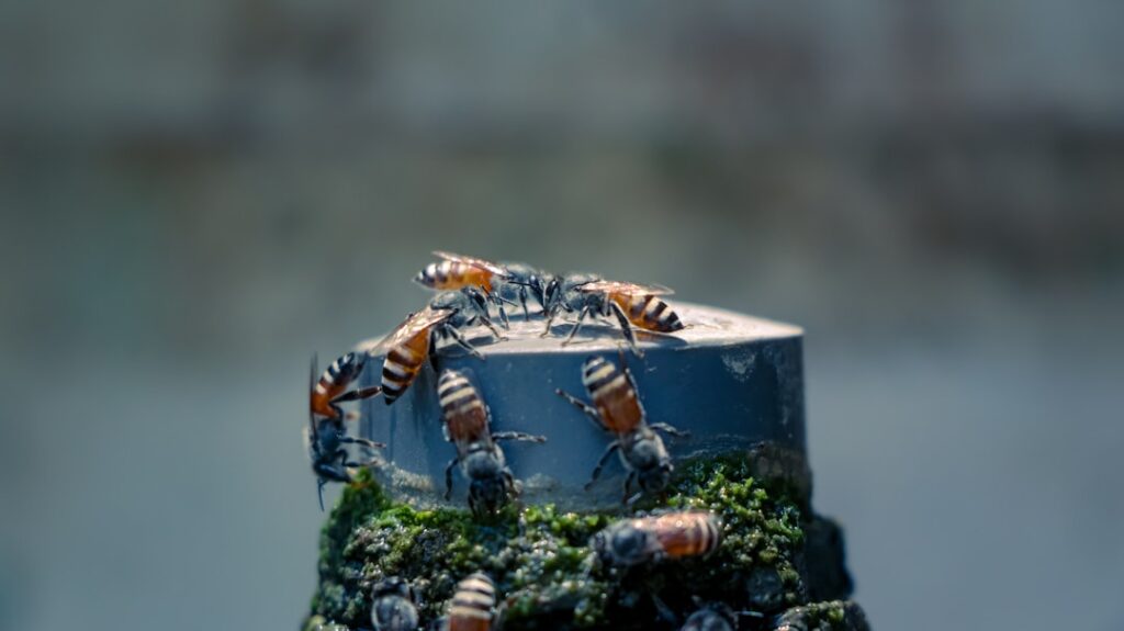 Photo Honeypot illustration